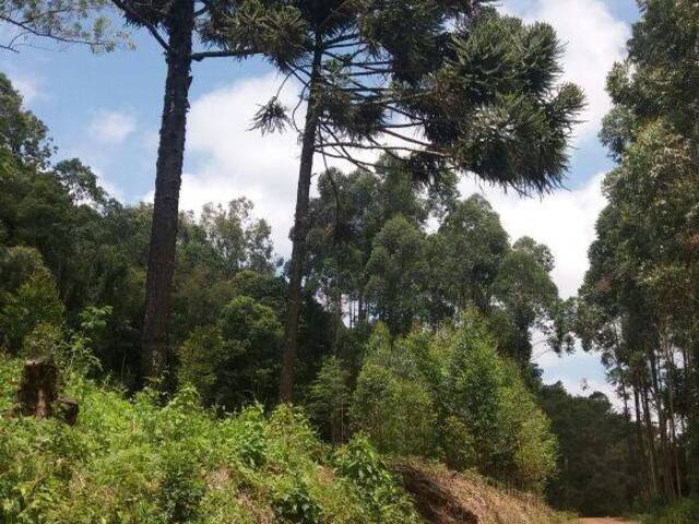 Área de terras para Venda em Alto Feliz - 4