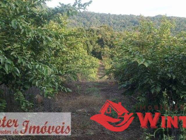 Área de terras para Venda em Feliz - 4