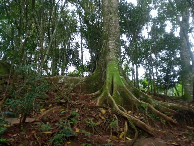 Área de terras para Venda em Alto Feliz - 5