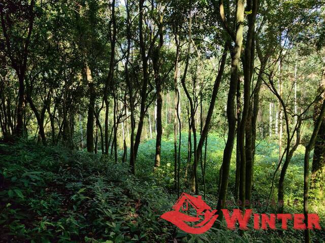 Área de terras para Venda em Bom Princípio - 5