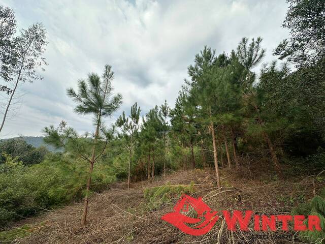 Área de terras para Venda em Vale Real - 5